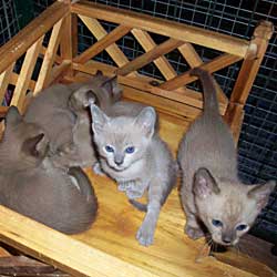 Tonkinese kittens - their