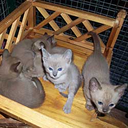 tonkinese breeders victoria. Tonkinese kittens - their