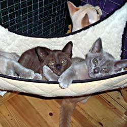 Burmese Kittens