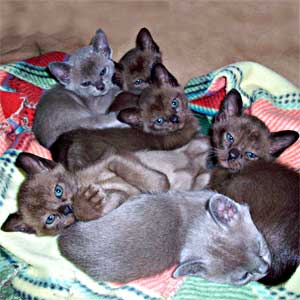 Tonkinese kittens - their